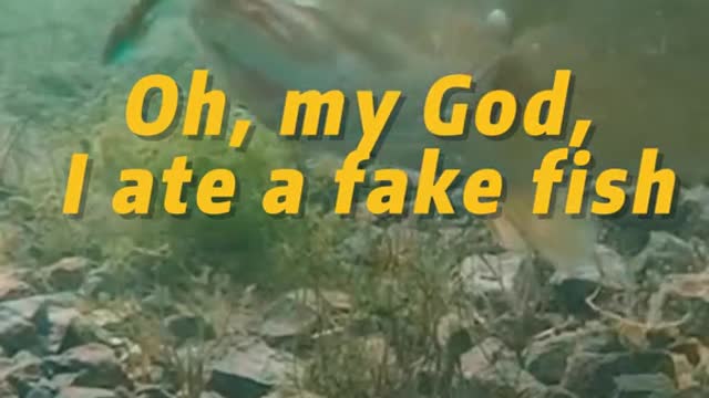 Oh,my God, I ate a fake fish