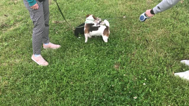 Welsh Corgi vs Jack Russell