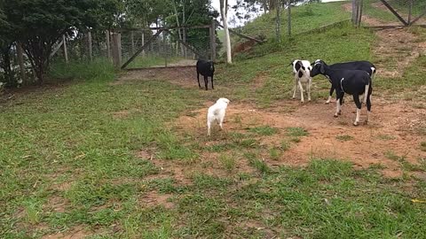 Pastorinho, o novo confronto.