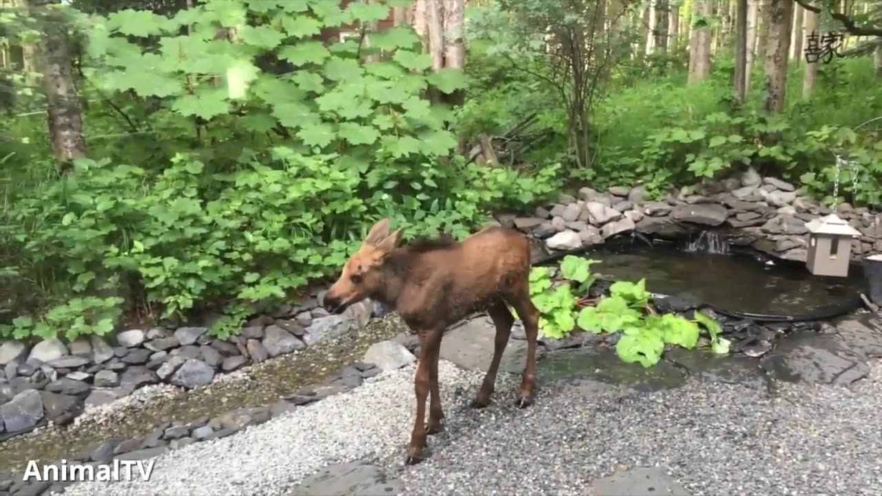 Cute Baby Moose Compilation!