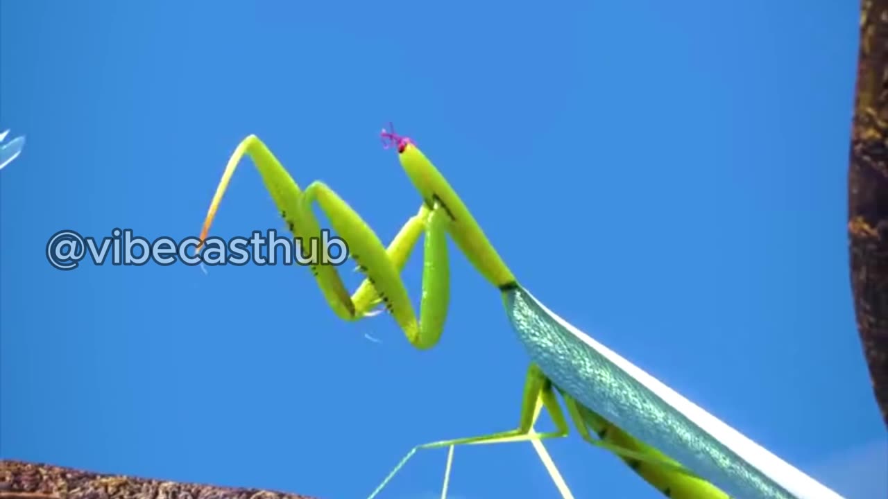 Amazing Facts About Mantis You Didn't know