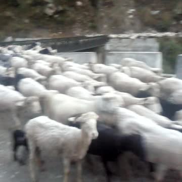 Mountain sheeps