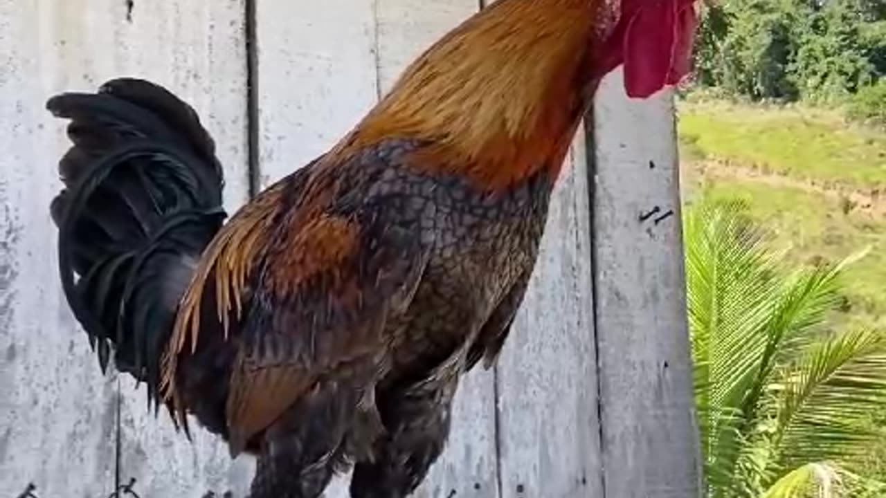 What a powerful voice