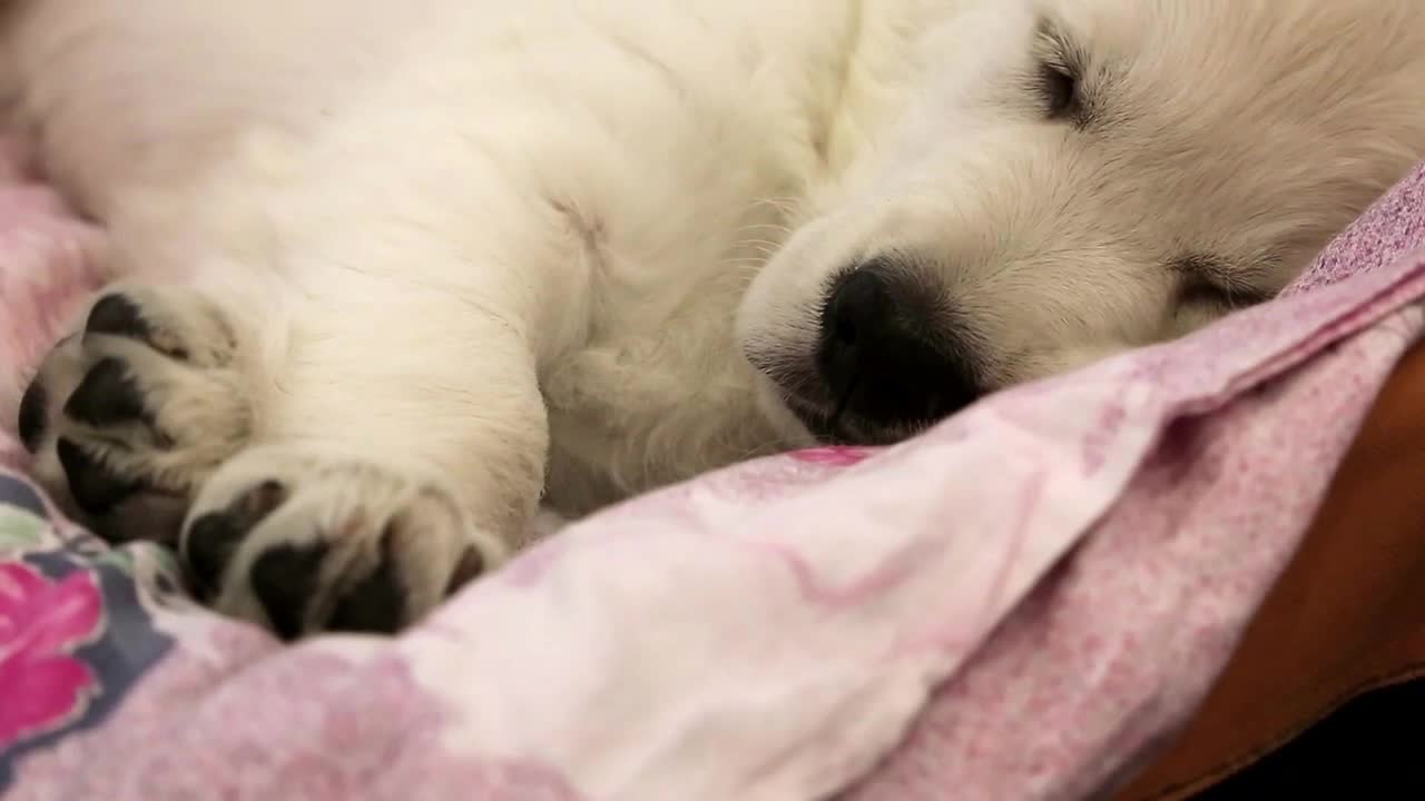 White little dog sleeping on the bed