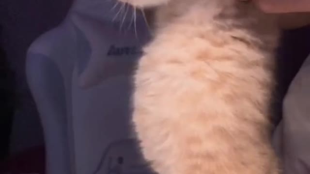so you see if I were a cat I wouldn't care if I was chonky... but I'm a human