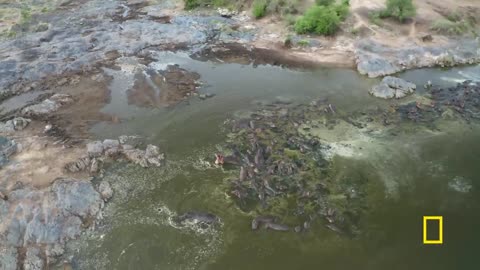 A school of hippos gives an aggressive warning sign | Primal Survivor: Extreme African Safari