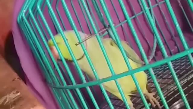 Wow Amazing Parrot Talking Like Human