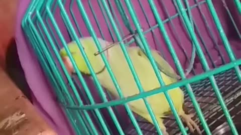 Wow Amazing Parrot Talking Like Human