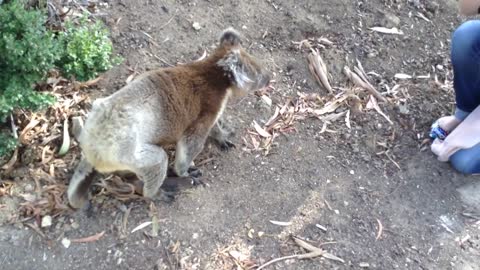 Offering Gum Leaves to A Koala