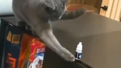 Funny Cats