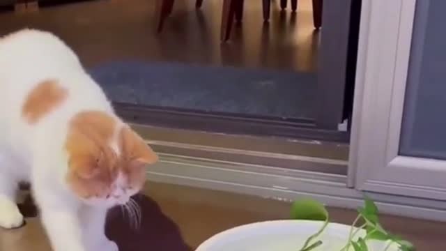hilarious pets 🐕‍🦺🐕‍🦺