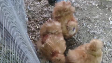 Bobwhite quail chicks, 16-17 days old