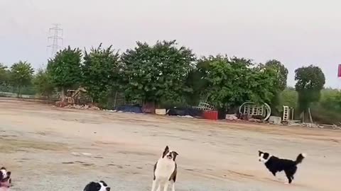 Sports in animals