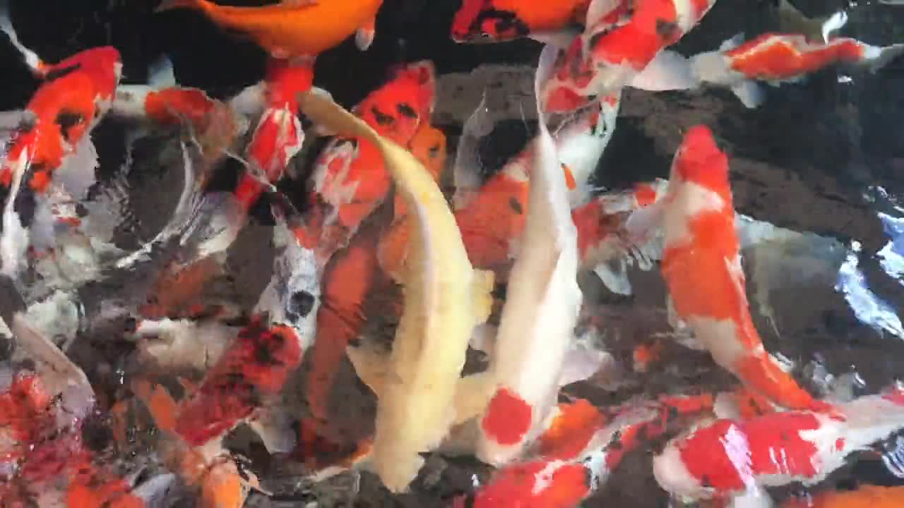 Fish Koi Pond Japanese Nature Water Animal