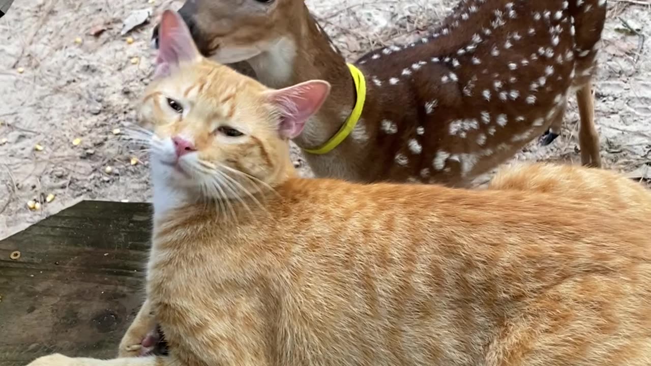 Cat Enjoys Being Groomed by Deer