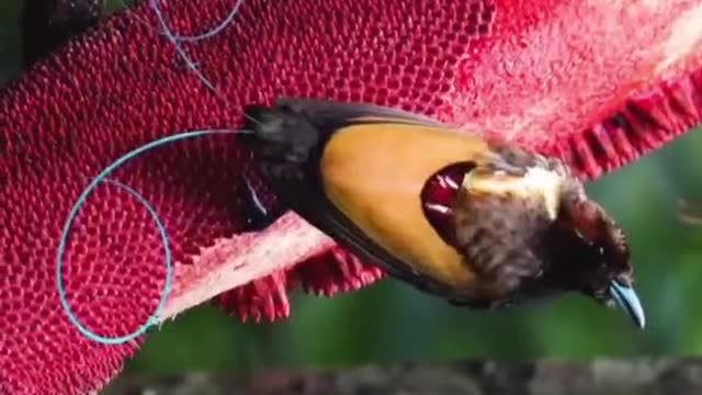 What is this little bird with the hook on its tail eating? Is it bark?