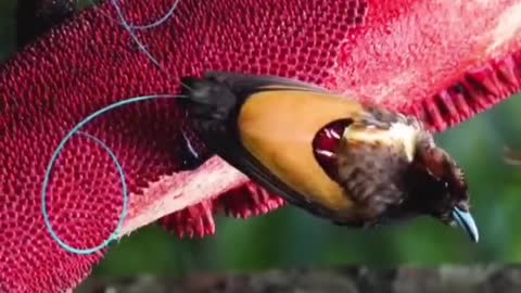 What is this little bird with the hook on its tail eating? Is it bark?