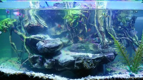 Aquascape mini