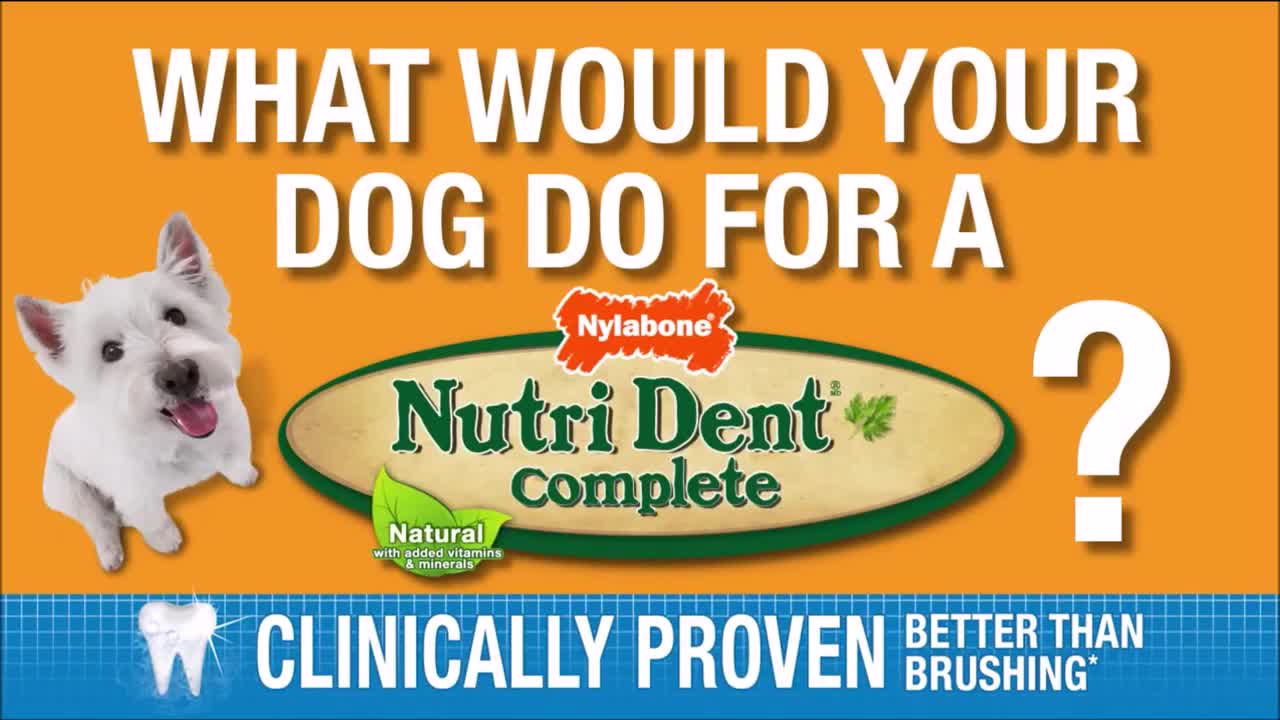 Video Nylabone American Pets