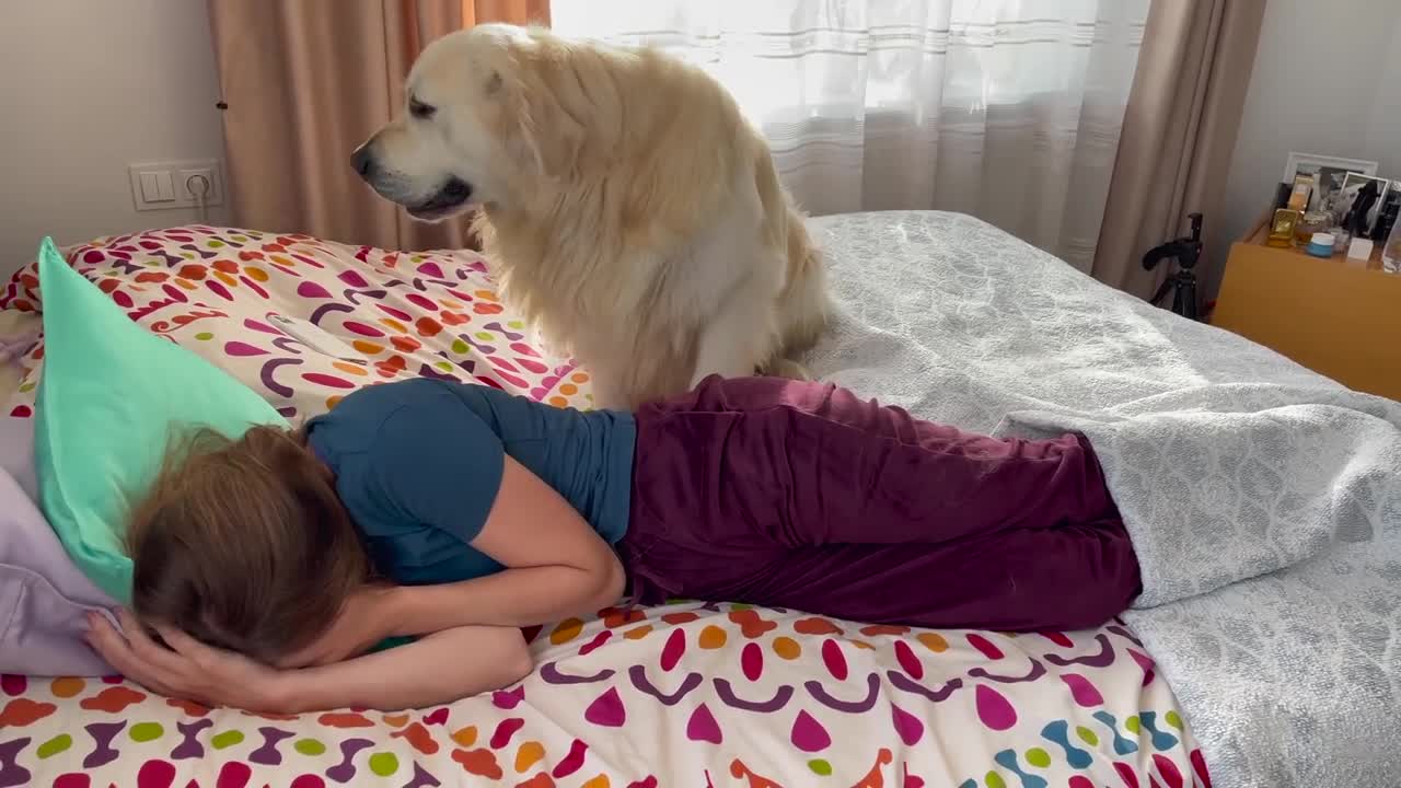 Golden Retriever demands attention from his human Mom