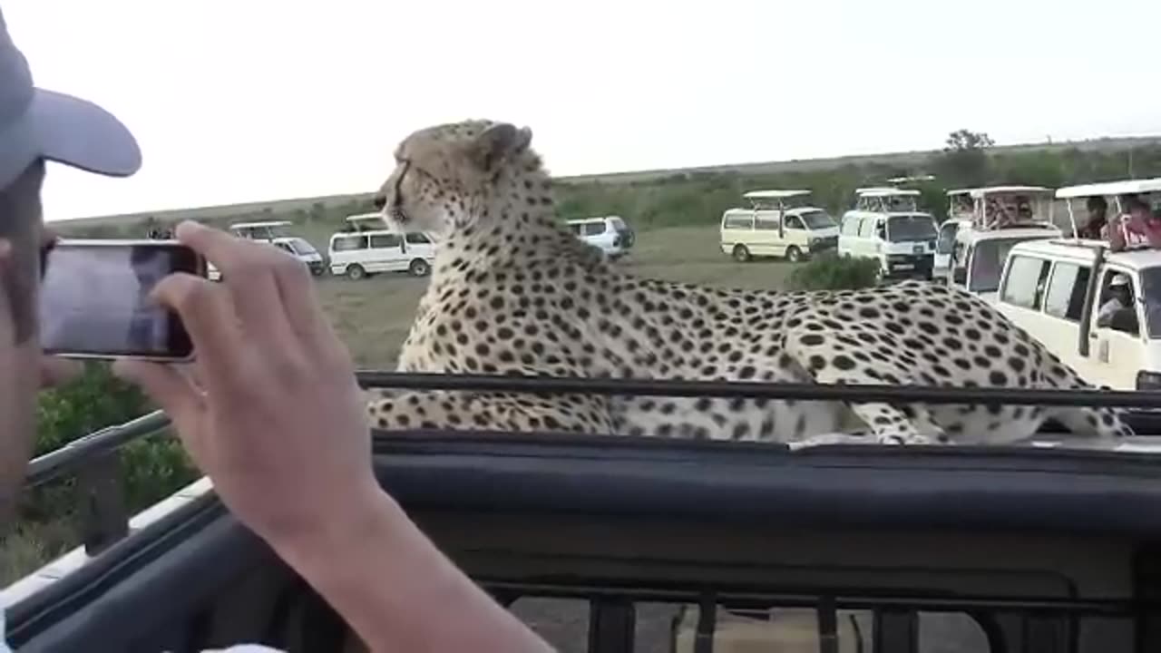 Incredible!🥰🥰🥰Coming face to face with a cheetah which jumped into our safari car