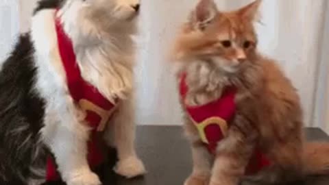 Cute McDonalds Cat Gif! 🥰💗🐈