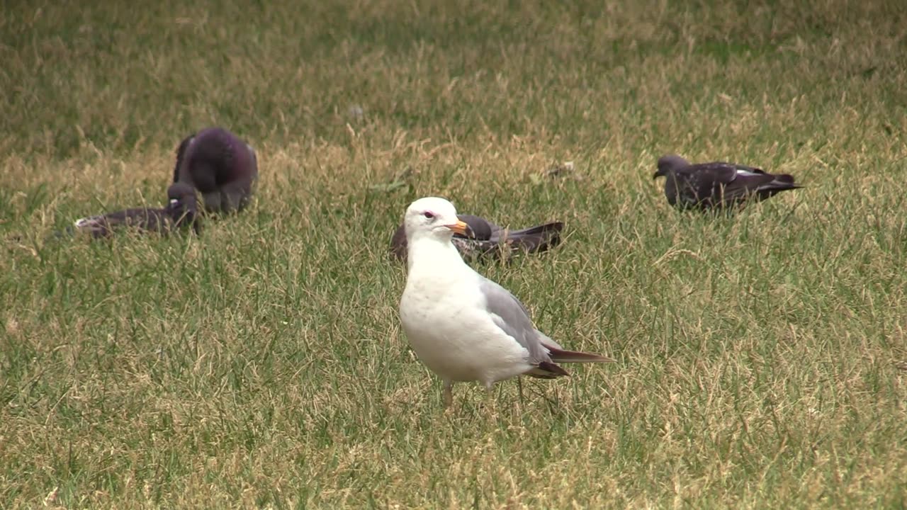 Beautiful birds