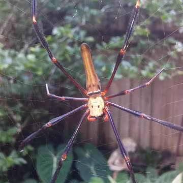 4.4.2024 Random Kuranda