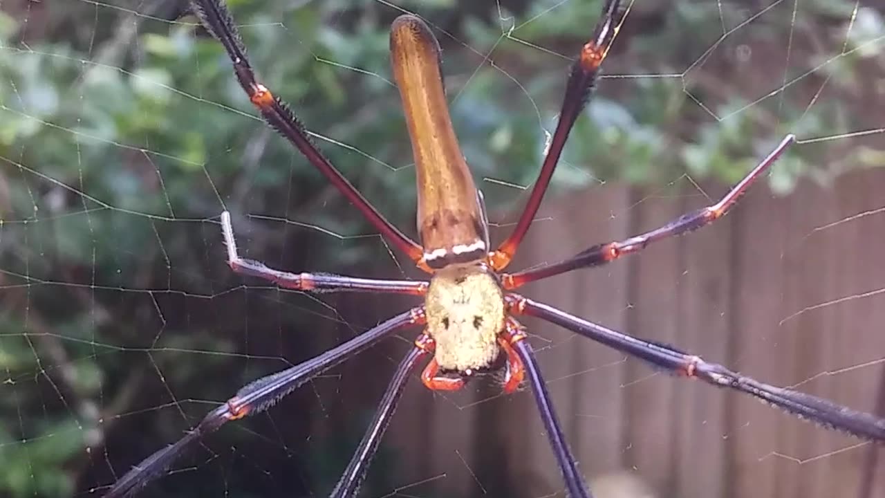 4.4.2024 Random Kuranda