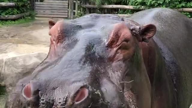 hippo