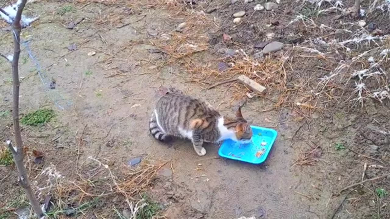 I gave food to a cute stray cat