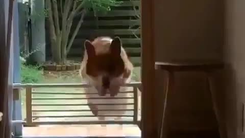 The corgi dog that can't jump the fence