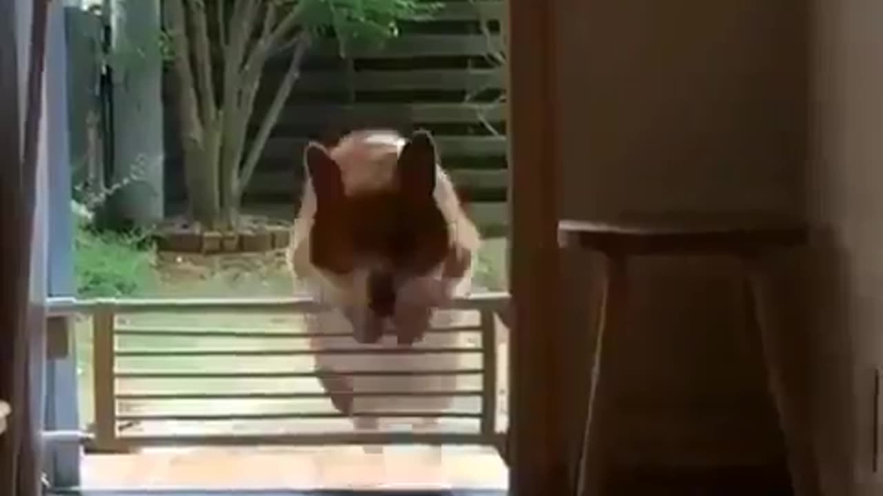 The corgi dog that can't jump the fence