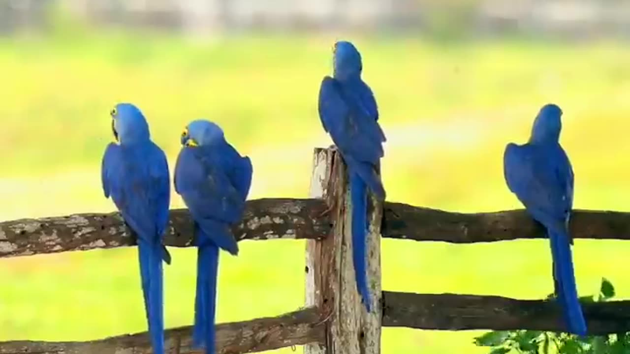 Parrots in nature