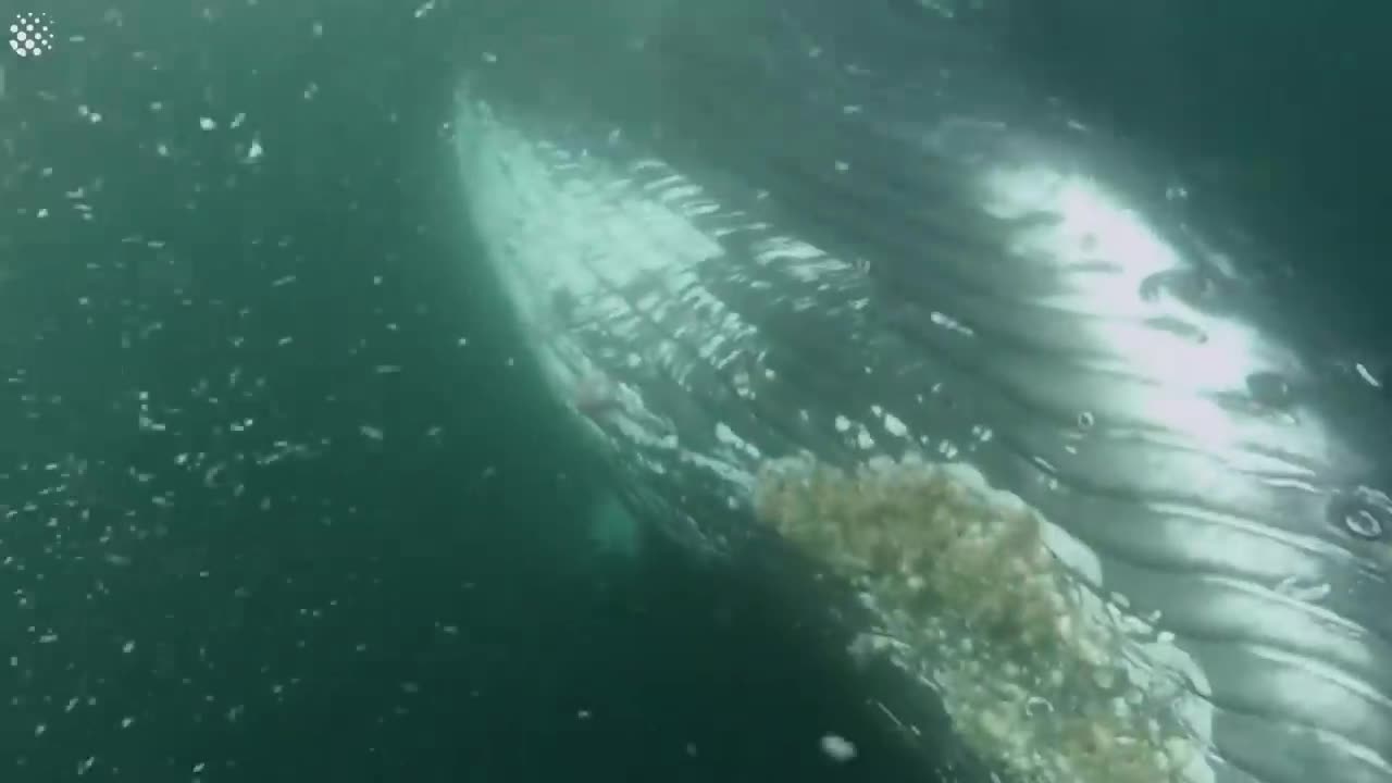 Giant Whale Jumps Out Of Nowhere - Incredibly Close Whale Encounters!-8