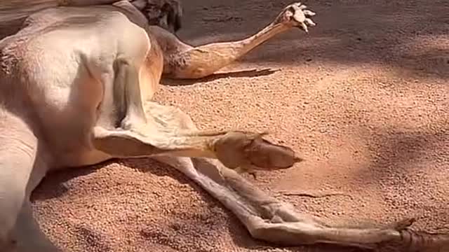 Long legs have their troubles # kangaroo