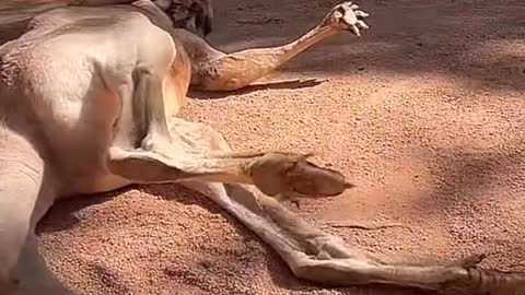 Long legs have their troubles # kangaroo