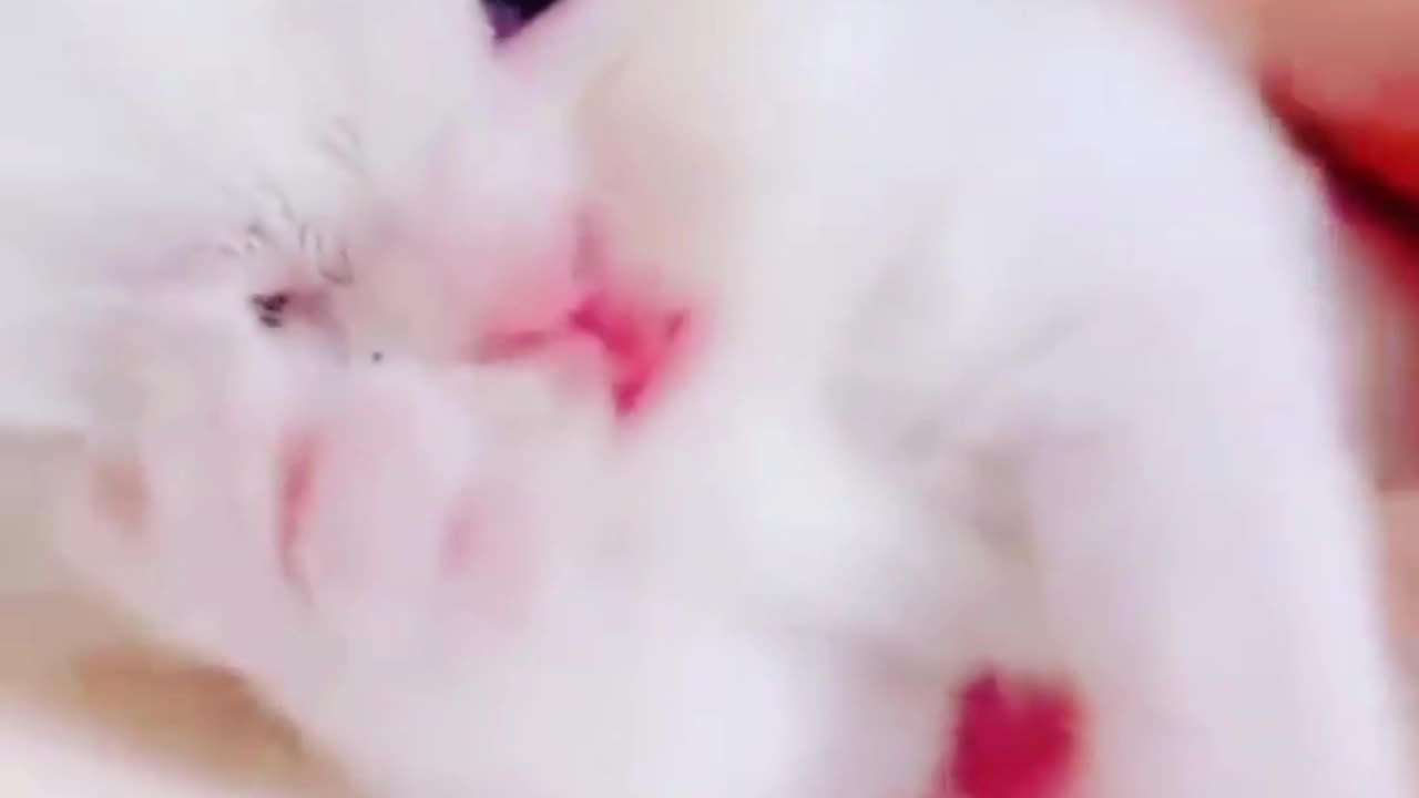 Cute cat woke up!.