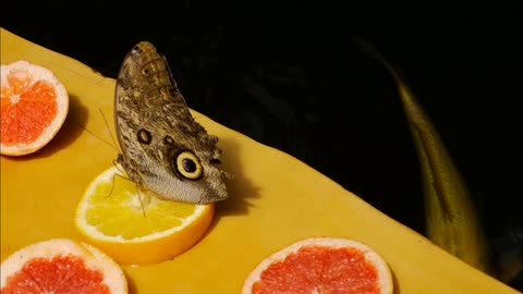 Natural fashion show