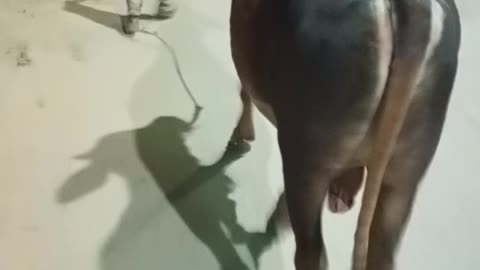 Pets