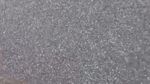 Funny dog video