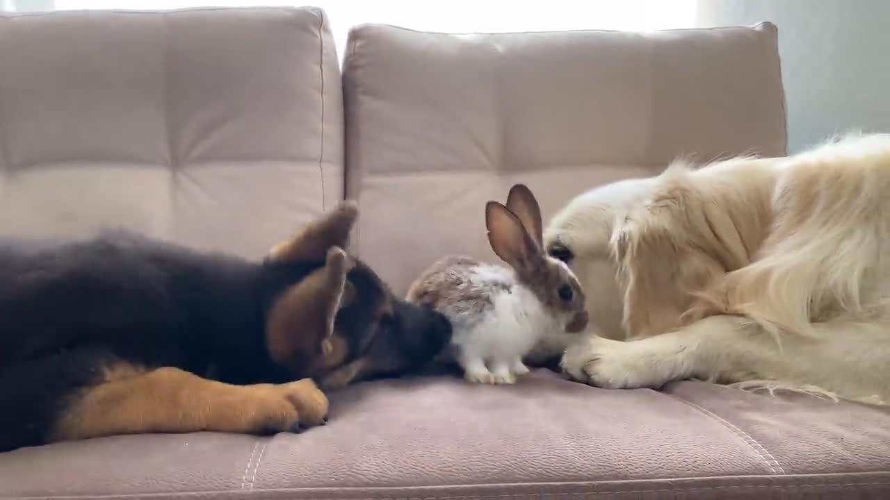 Golden Retriever and German Shepherd Puppy Meet New Baby Rabbit