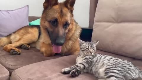 Funny German Shepherd Reaction to a lazy Cat