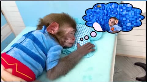 Monkey Baby Bon Bon oes to the toilet and plays with Ducklings in the swimming pool