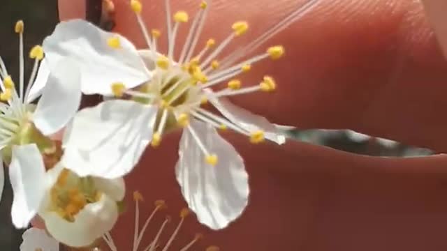 Sampling nectar with a microcapillary tube.