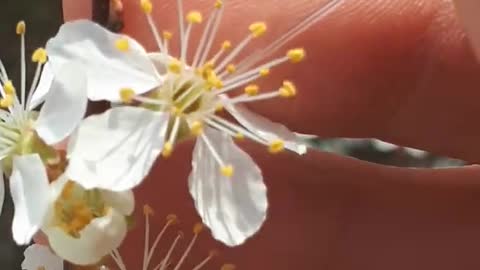 Sampling nectar with a microcapillary tube.