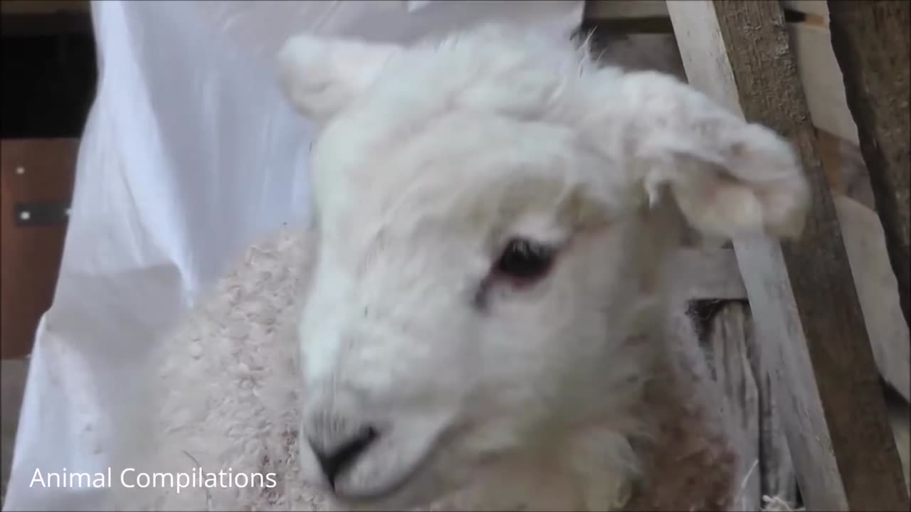 Baby Lamb (Sheep) Goes Baa - CUTEST Compilation