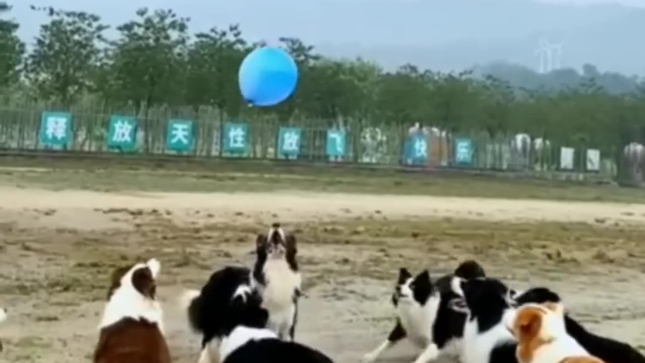 FUNNY ANIMALS ❗🐱 10 MINUTES OF LAUGHTER / THE BEST FUN WITH CATS AND DOGS🐶😂😂😂😂😂
