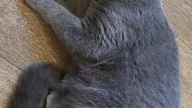 Cute Cat Sleeping, funny British Blue Shorthair