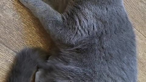 Cute Cat Sleeping, funny British Blue Shorthair